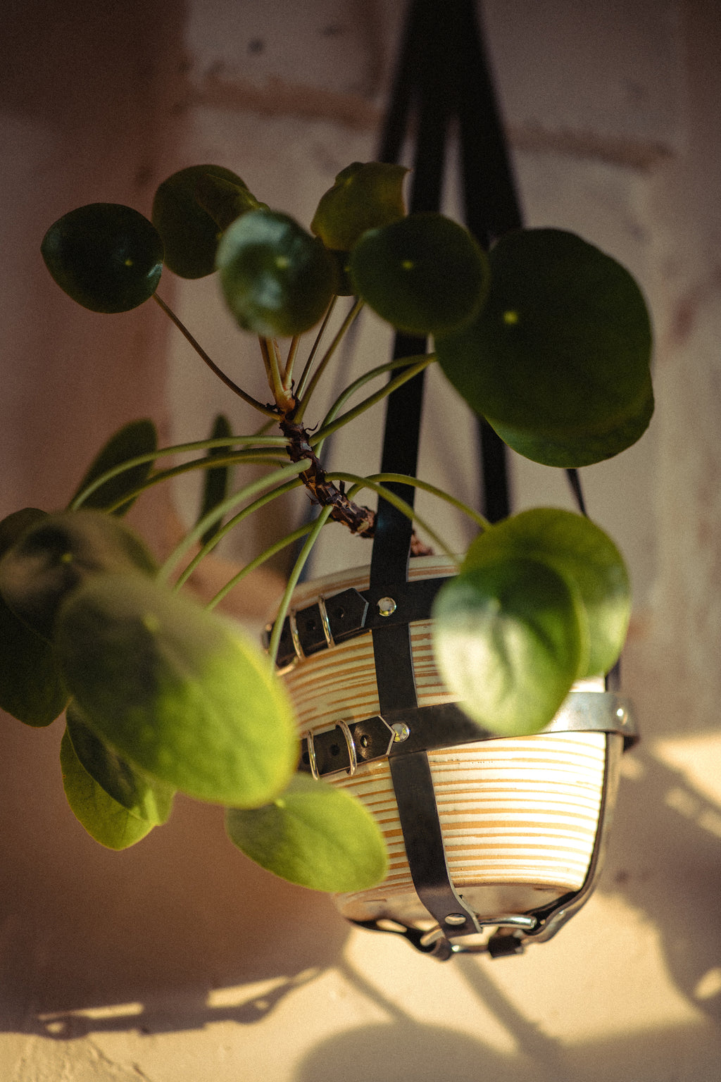 Suspension de plante full caoutchouc