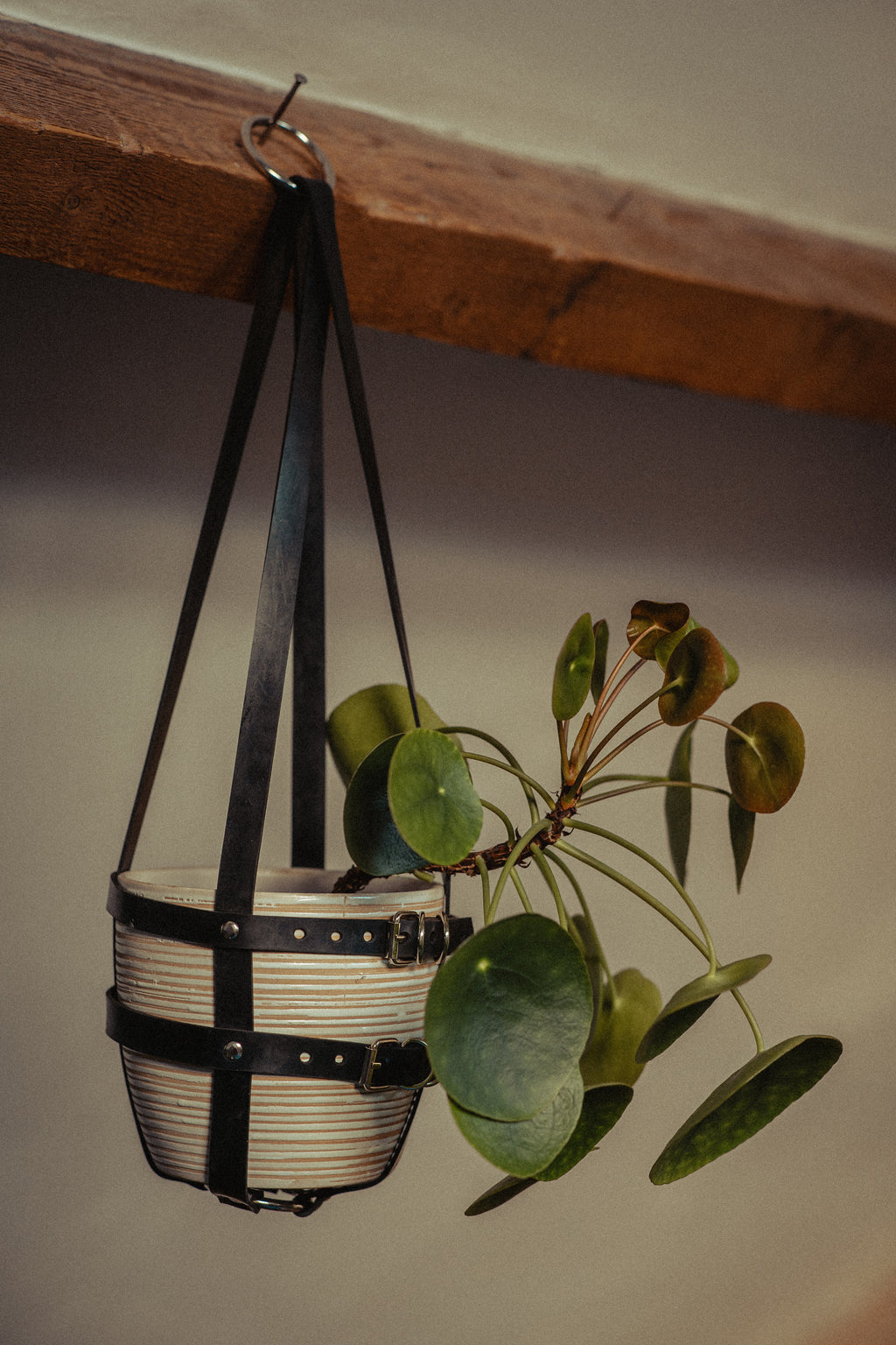 Suspension de plante full caoutchouc