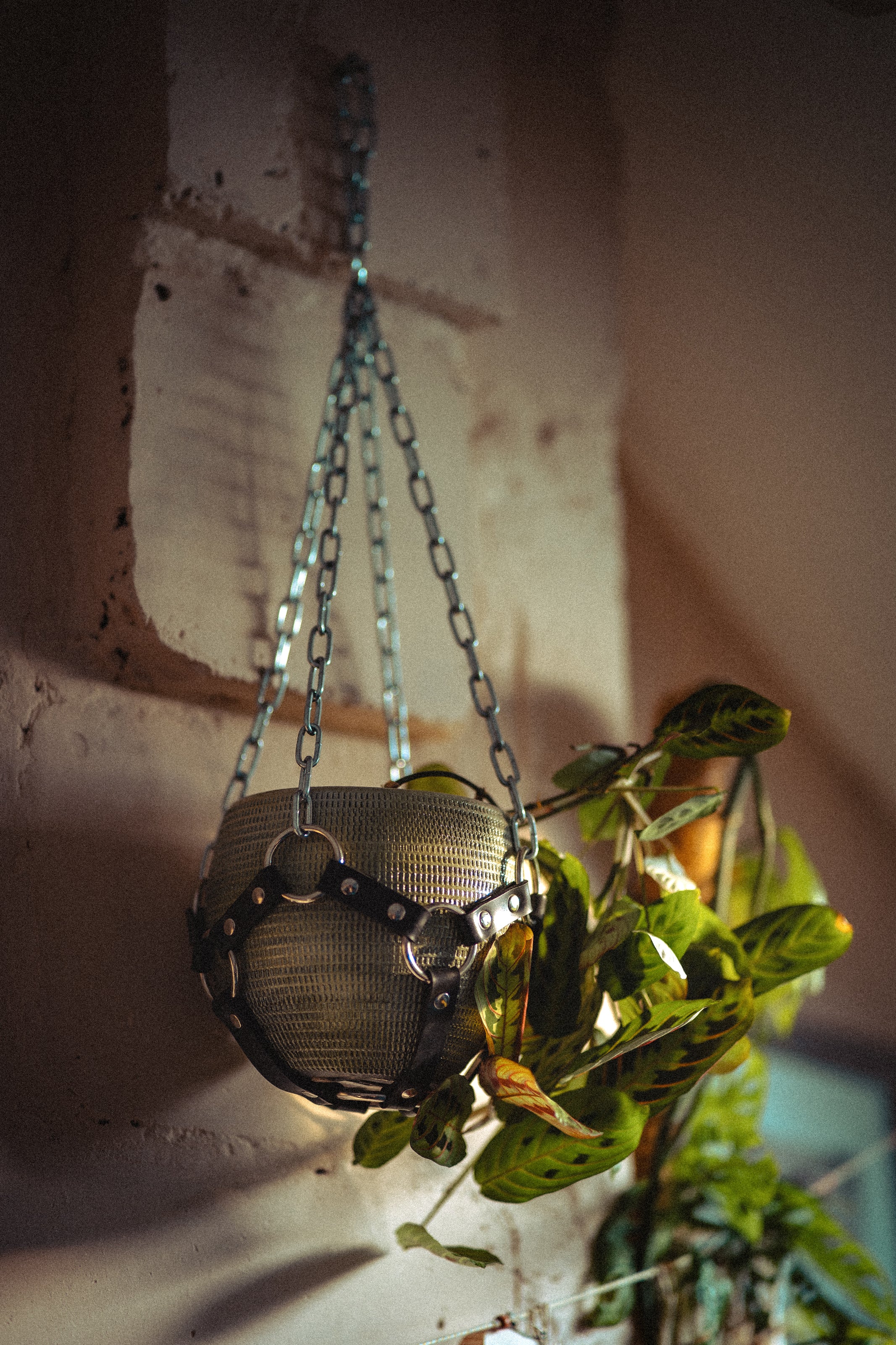 Suspension de plante chaînes et caoutchouc