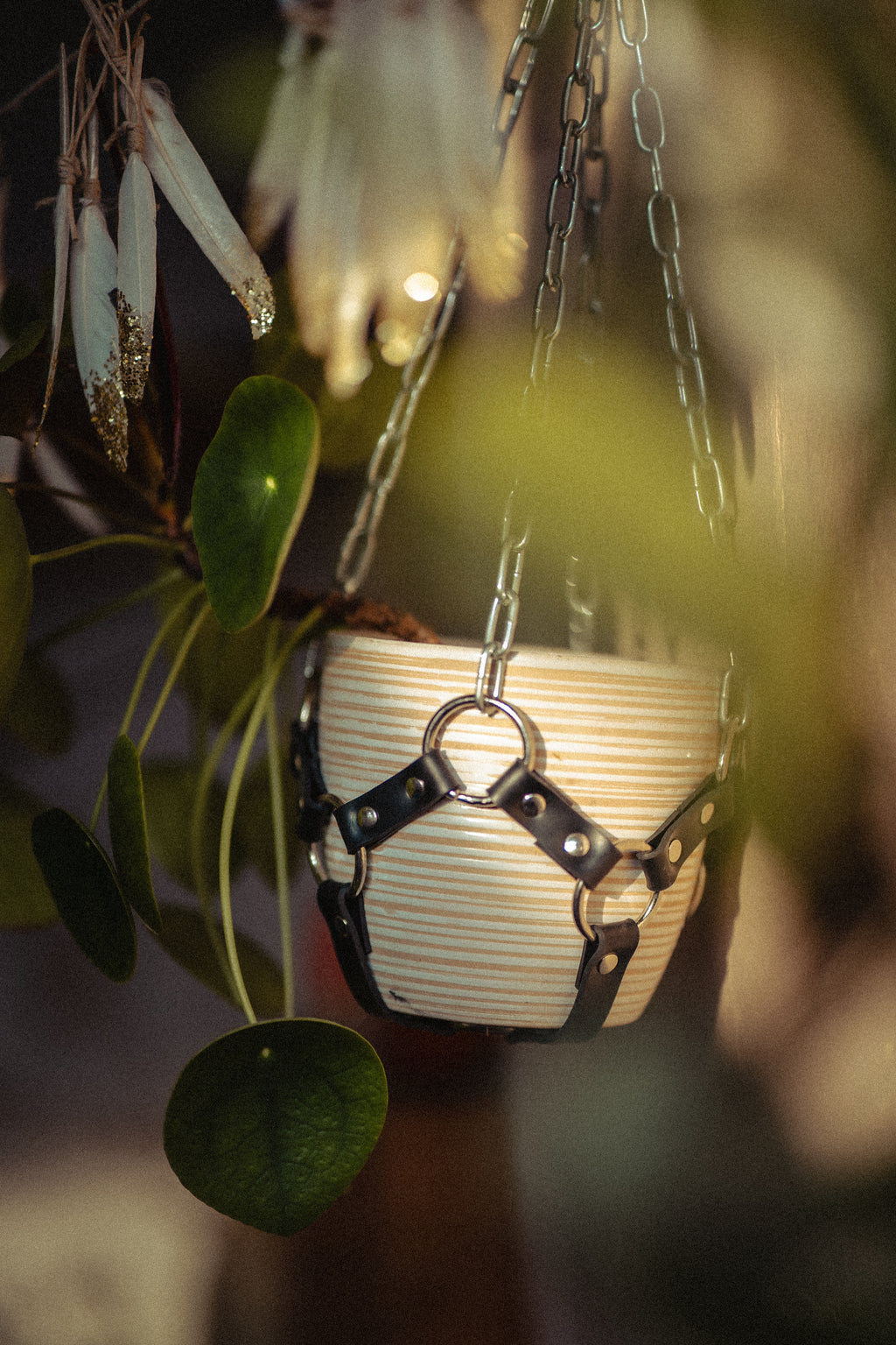 Suspension de plante chaînes et caoutchouc