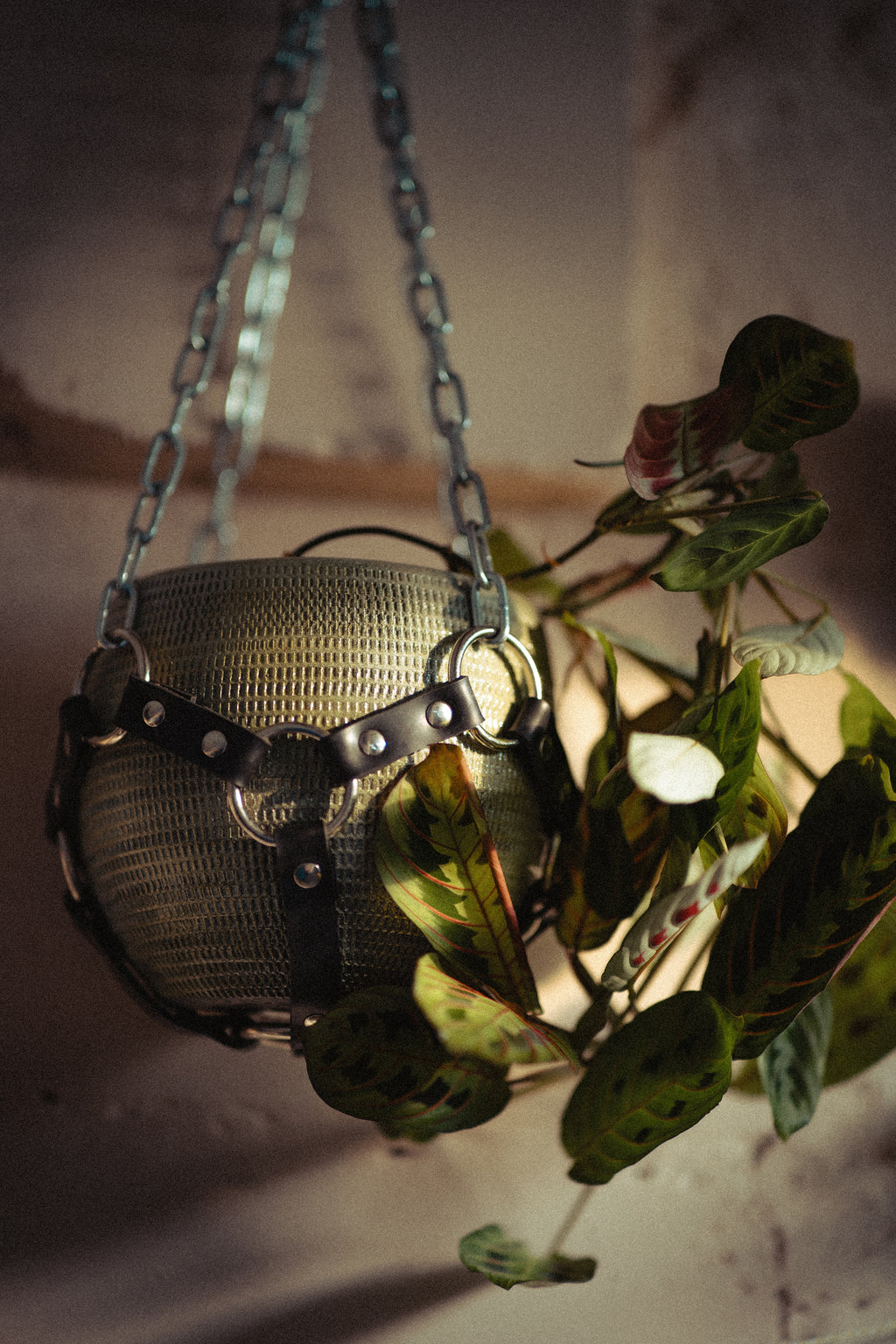 Suspension de plante chaînes et caoutchouc