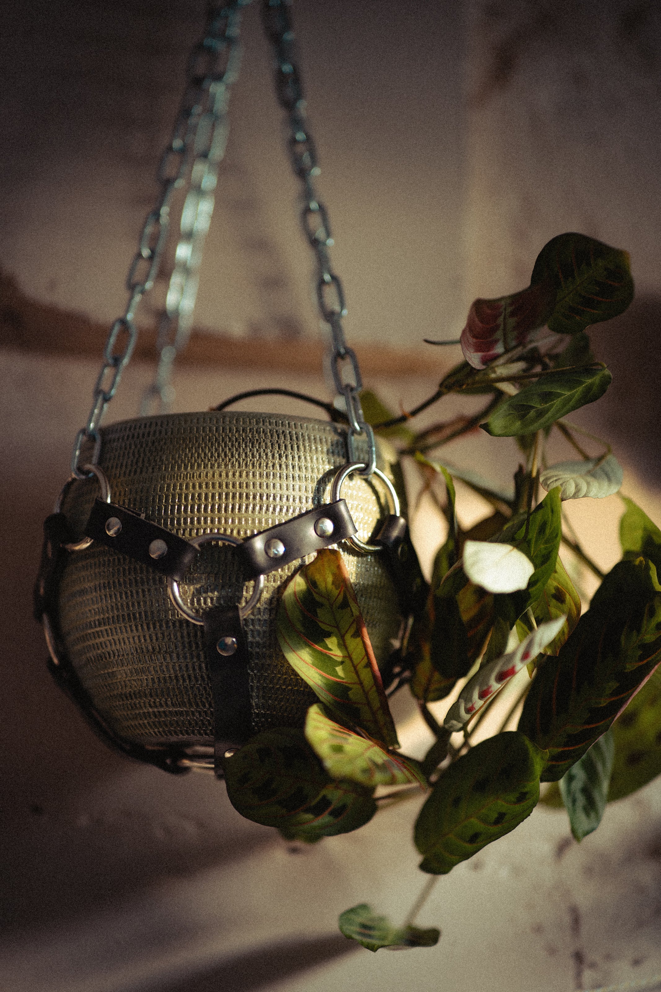 Suspension de plante chaînes et caoutchouc