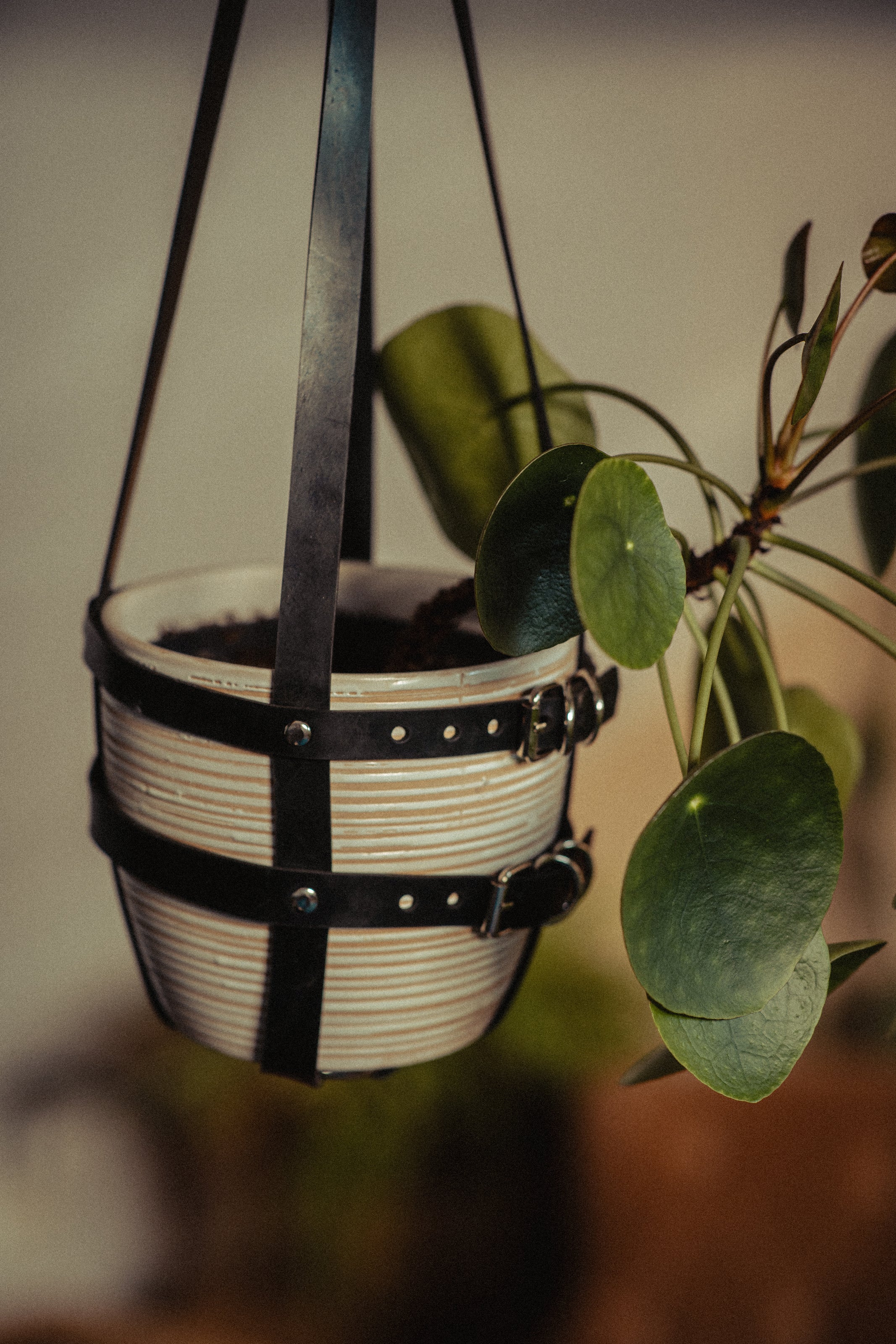 Suspension de plante full caoutchouc